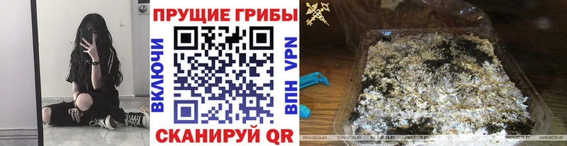 сколько стоит  Нарткала  Псилоцибиновые грибы Psilocybine cubensis 